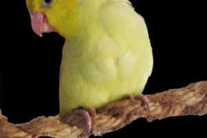 green rumped parrotlet for sale