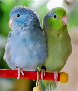 Pair of Mutation Pacific Parrotlets