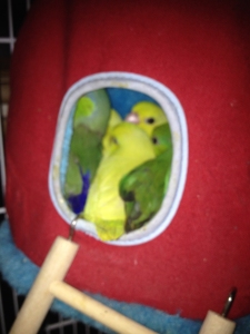 PARROTLETS IN TENT