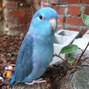 Parrotlet blue Male