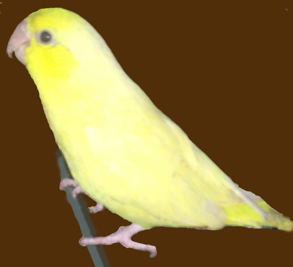 American Yellow Pacific Parrotlet