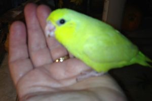 American Yellow Parrotlet3