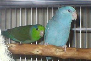 Parrotlet pair green and blue