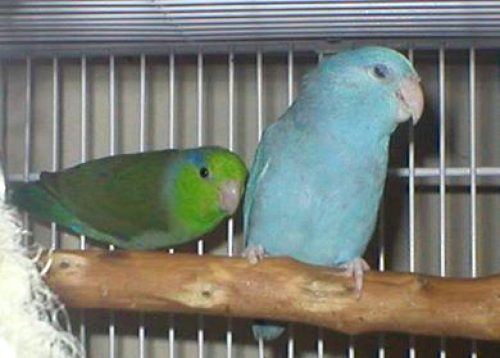 Parrotlet pair green and blue